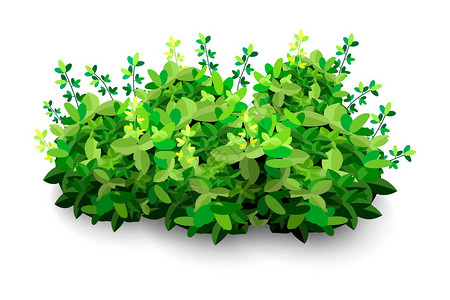 花园灌木绿色花园植被灌木图标用于装饰景观公园花园或绿色围栏的观赏植物灌木浓密的灌木丛春季和夏季卡背景图片