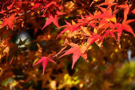 秋天的绿树花园红日美花在秋天叶背景图片