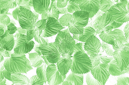 叶子植物插图纹理抽象壁纸图片
