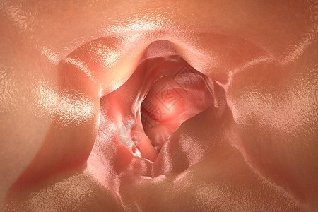 健康肠道或肠壁内的3d渲染图片