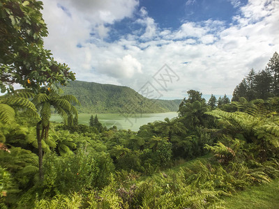 新西兰罗托鲁瓦绿湖风景背景图片