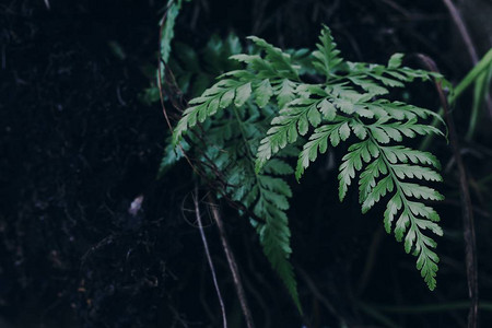 热带森林中的天然木柴植物图片