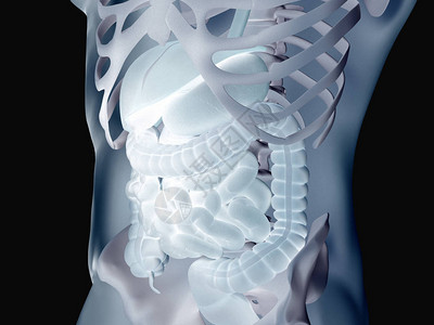 人体肠道消化解剖学3D插图图片