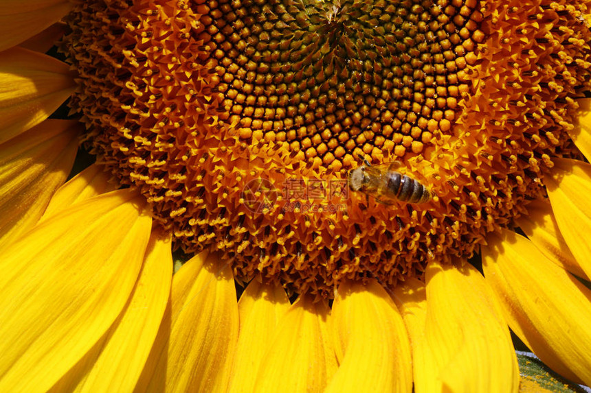 蜜蜂从向日葵中采集花粉图片