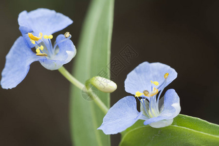 Commelinaerectadayflower的特写镜头图片