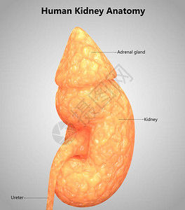 人体泌尿系统解剖学的3D插图背景图片