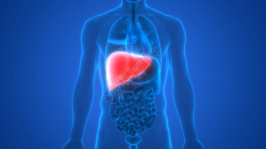 3d肝脏人体器官图片
