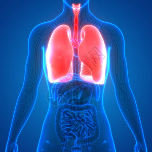 3d肺部人体器官背景图片