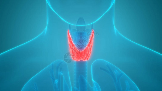 3d说明甲状腺人体器官图片