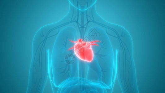 3d心脏人体器官图片