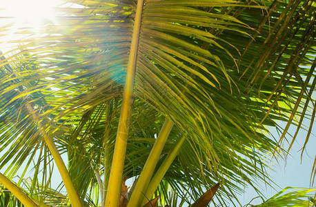 椰子棕榈树紧闭热带地区图片