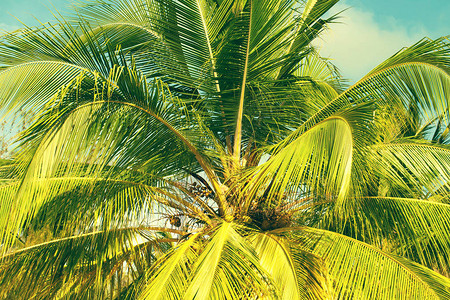 椰子棕榈树关闭美图片