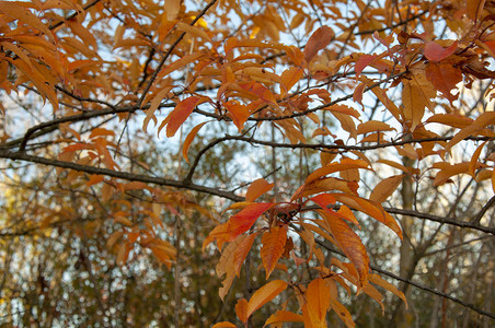 蓝色天空背景的树叶橙和黄色秋叶图片
