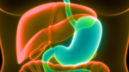 胃人体器官系统解剖横幅的3d插图图片