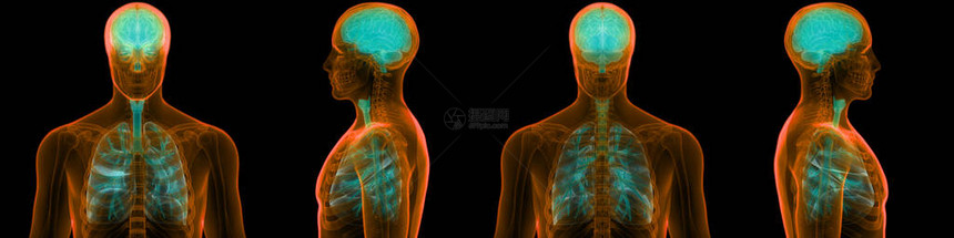 人类神经系统脑中呼吸系统解剖器官中央器官组织H图片