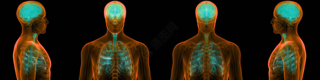 人类神经系统脑中呼吸系统解剖器官中央器官组织H图片