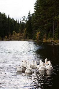 森林池塘里的鸭子图片