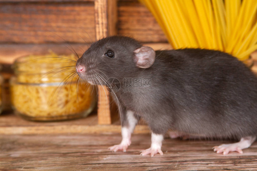 黑色毛茸的老鼠是2020年的象征这只动物正坐在木屋里架子上是放着意大利面和谷物的银行一只图片