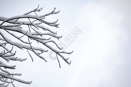 下雪的树枝冬季复制空间图片