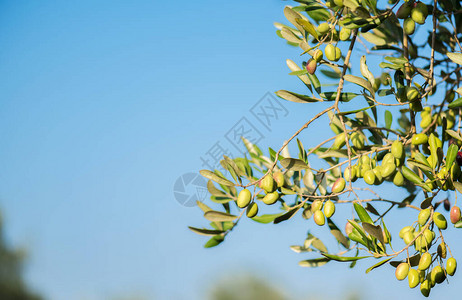 橄榄树丛中橄榄树上的橄榄串图片
