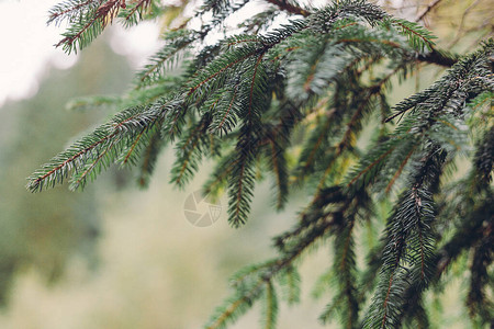 圣诞fir树枝背景Spruce树枝图片