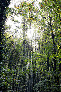 秋天森林里的橡树图片