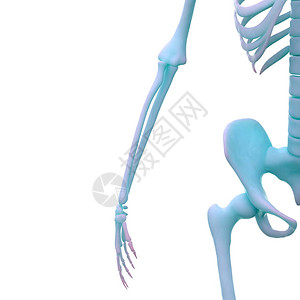 人类骨骼系统解剖学3图片
