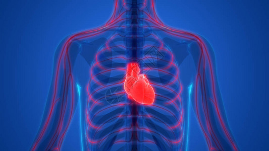 人类心脏解剖3图片