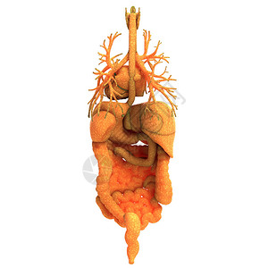 人体消化系统解剖3D图片
