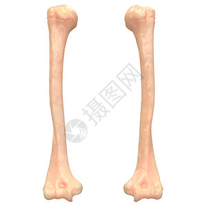 人体骨骼腿关节解剖学图片