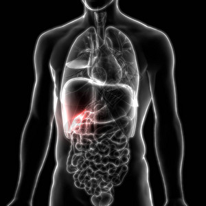 人体内消化器官胆囊解剖学3D图片