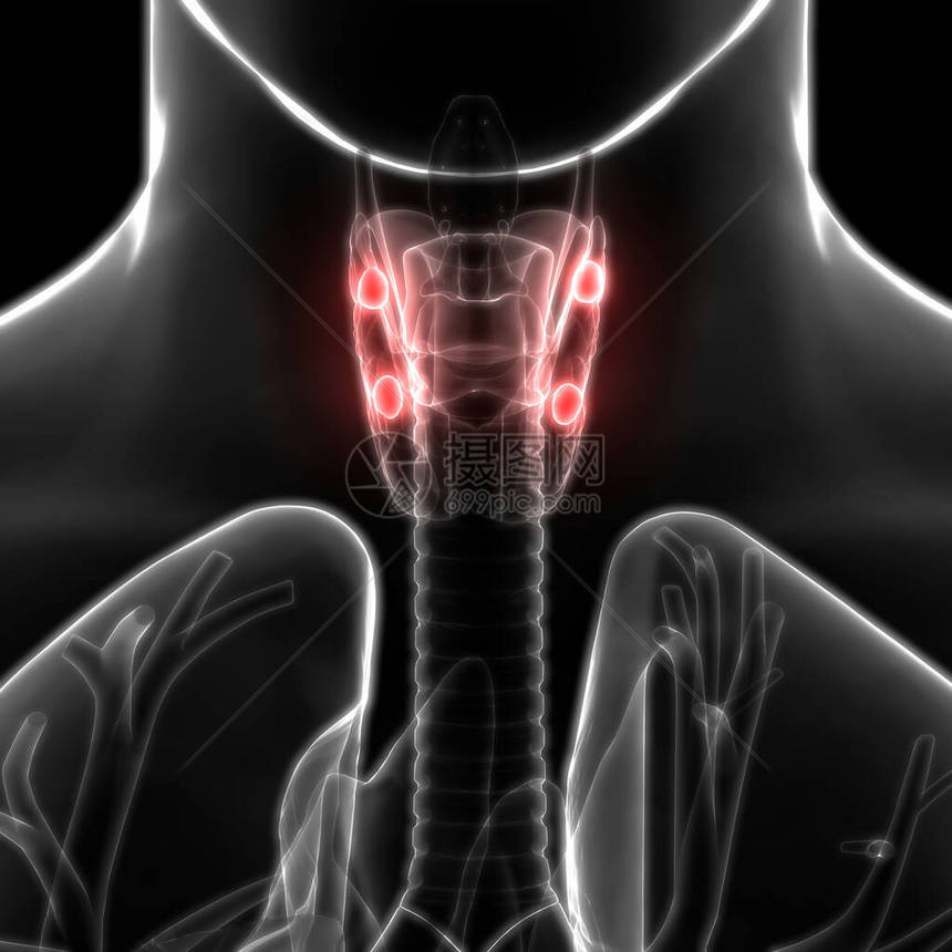 人体腺甲状旁腺解剖3D图片
