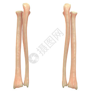 人体骨骼腿关节解剖学图片