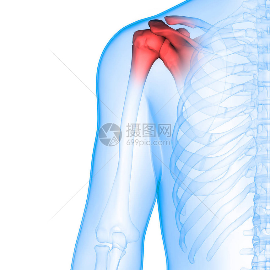 人体骨骼系统骨关节解剖学3D图片