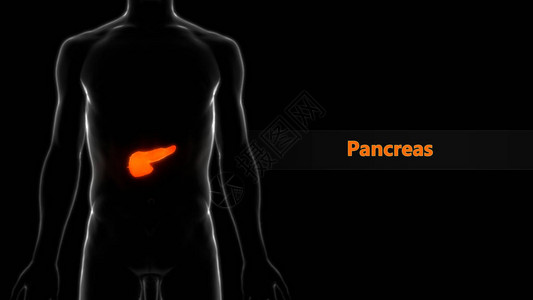 人体内消化器官胰腺解剖3图片