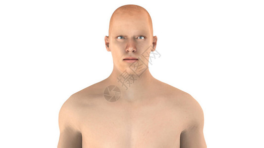 人类男肌肉身体解剖学3D图片