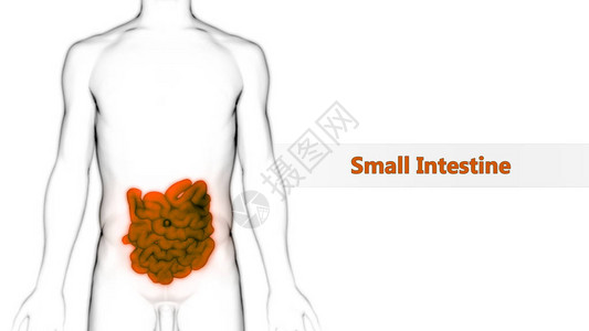 人体消化系统小肠解剖视图3D图片