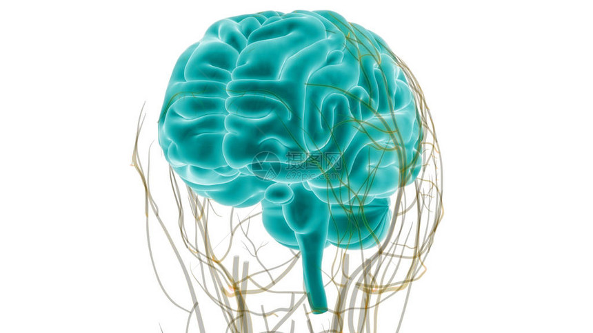 人类神经系统中央图片