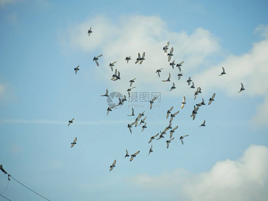 一群鸟儿在蓝天白云间翱翔图片