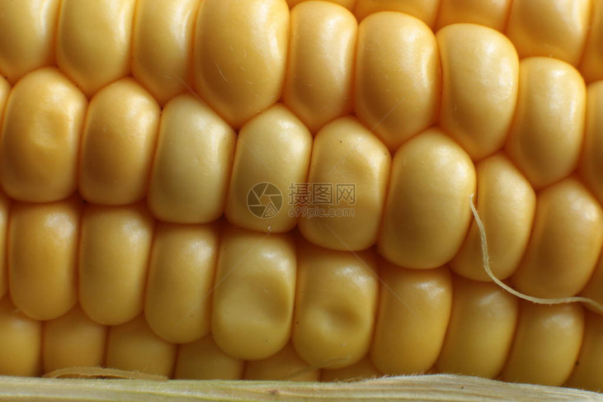 玉米五谷宏观背景图片