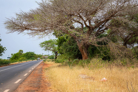 塞内加尔西南部干旱的热带草原上有大量的背景图片
