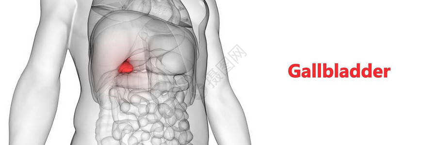 人体器官解剖Gallbladd图片
