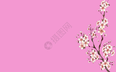 粉红色背景图案海报横幅创意设计2020年快乐节日文化亚洲装饰开花图片