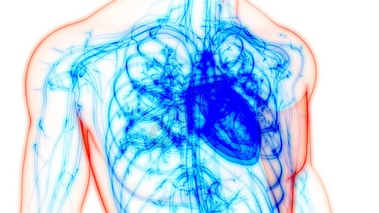 人体心脏解剖3D图片