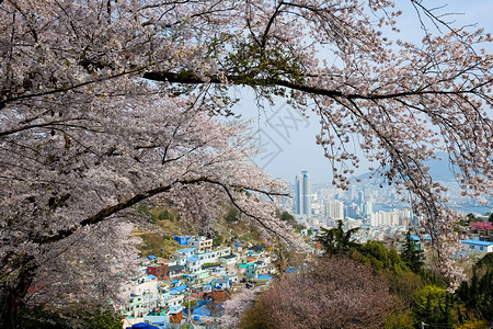 韩国樱花图片