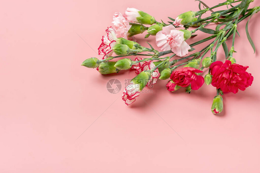 粉上有一束不同的粉康乃馨花朵顶视图平铺假日卡3月8日情人节快乐母亲节概念图片