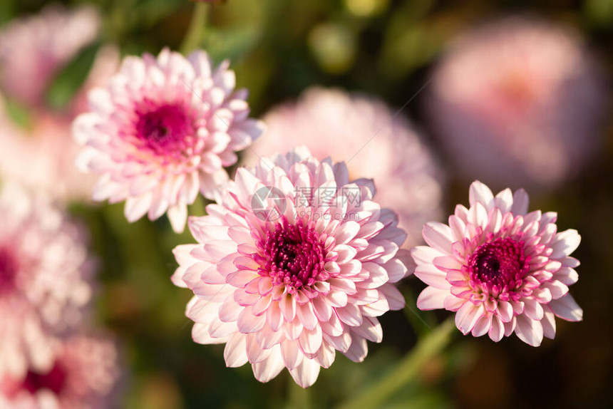 秋季花园中新鲜明亮的粉红色菊花关闭uppink菊花粉红图片