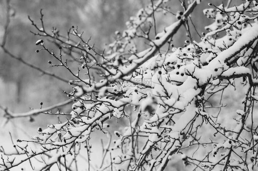 蓝天背景下的冬雪树枝图片