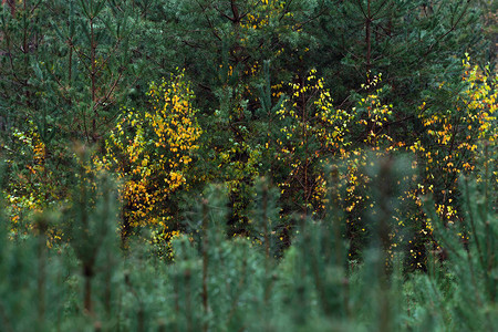 秋天有黄色桦树的冷杉林图片