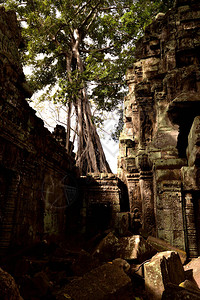 柬埔寨吴哥Angkor的Ta图片